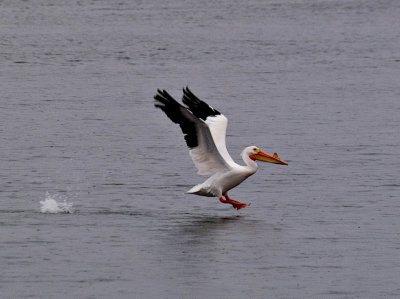 American White Pelican rp.jpg