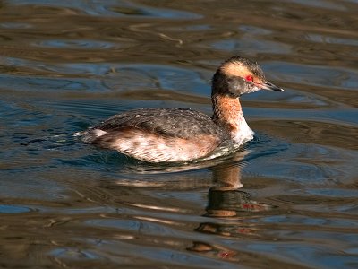 Horned Grebe in Breeding Plummage