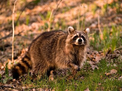 Charming Racoon_4