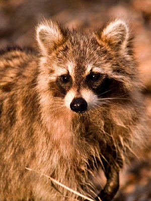 Charming Racoon_3