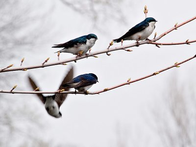 The Swallows_10