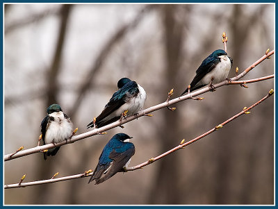 The Swallows_9