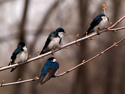 The Swallows_8