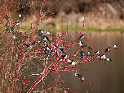 The Swallows _2