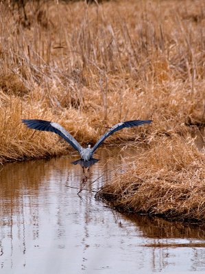 Great Blue Heron at Carlos Avery_1 rp.jpg