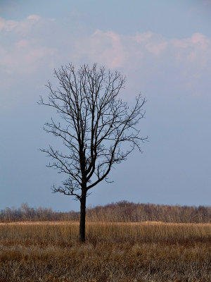 Lone Tree with Storm Clouds rp.jpg