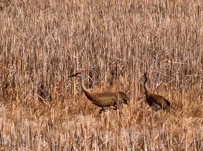 Sandhill Cranes in Tall Grass _1 rp.jpg