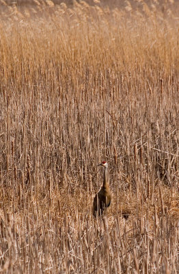 Sandhill Cranes in Tall Grass rp .jpg