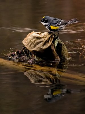 Yellow Rumped Warbler_1