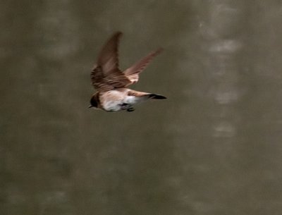 Artsy Little Brown Swallow
