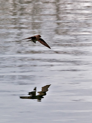 Northern Rough-winged Swallow in Flight Over the Pond
