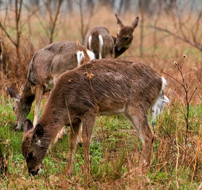 Deer in the Rain.jpg