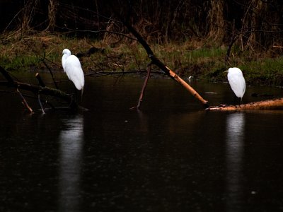 Spring Rains_1.jpg