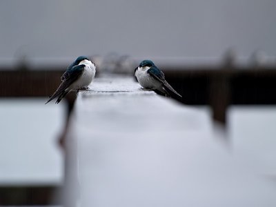 Swallows n Pouring Rain.jpg