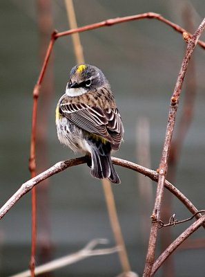 Female Yellow Rumped Warbler_3.jpg