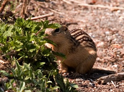 Ground Squirrel_1.jpg