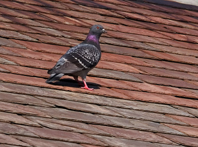 Pigeons_2.jpg
