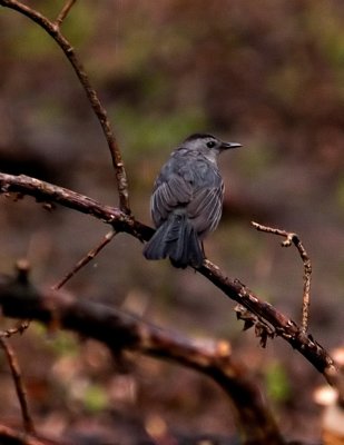 Grey Catbird 2