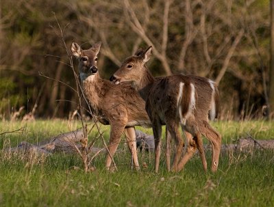 Deer in the Meadow.jpg