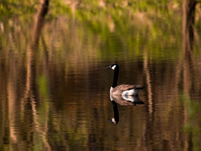 Goose on the Pond.jpg