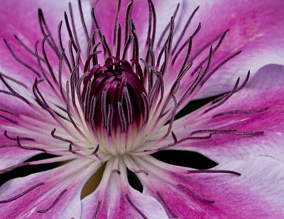 Green House Flowers_2.jpg