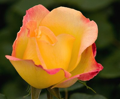 Green House Flowers_3.jpg