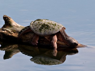 The Turtles_3.jpg