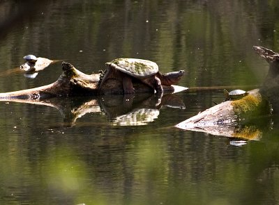The Turtles_5.jpg