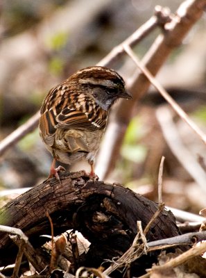Sparrow w other lens.jpg