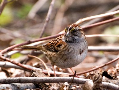 Sparrow w other lens_2.jpg