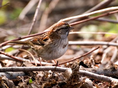 Sparrow w other lens_3.jpg