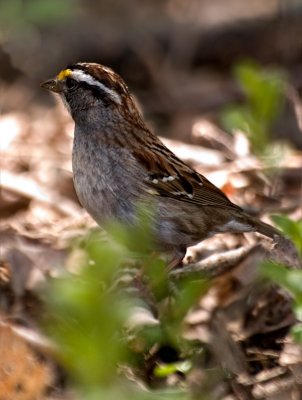 White Throated Sparrow other lens.jpg