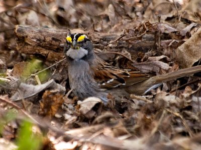 White Throated Sparrow other lens_1.jpg