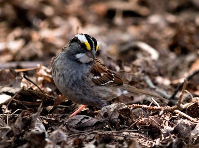 White Throated Sparrow.jpg