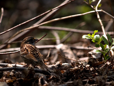 White Throated Sparrow_1.jpg