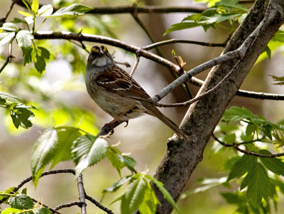 White Throated Sparrow_2.jpg
