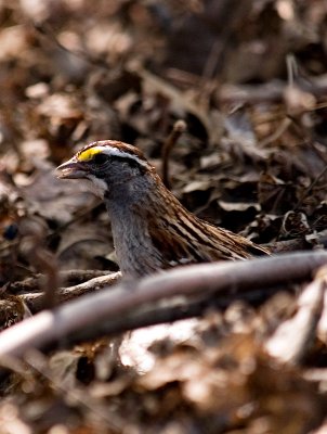 White Throated Sparrow_3.jpg