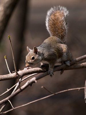 Woods Squirrel_2.jpg