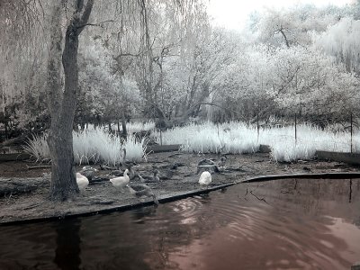 Zoo_Infrared_Infrarouge_39.JPG