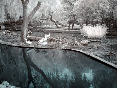 Zoo_Infrared_Infrarouge_41.JPG