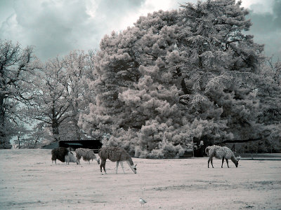 Zoo_Infrared_Infrarouge_48.JPG