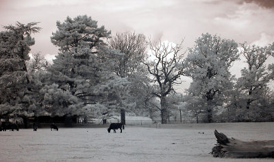 Zoo_Infrared_Infrarouge_50.JPG