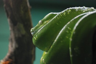 SAN DIEGO ZOO