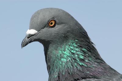 Pigeon