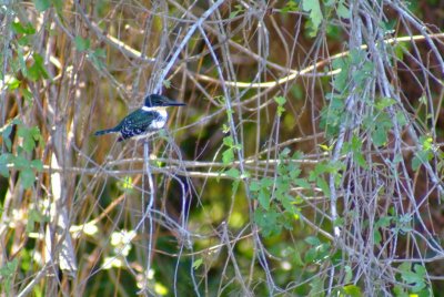 Green Kingfisher