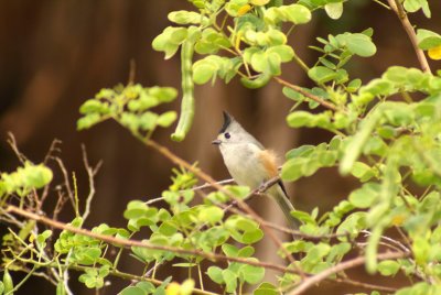 Black Crested Trufted Titmouse