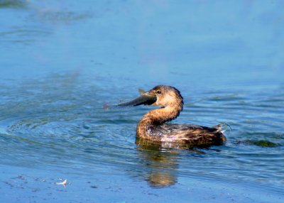 Pied Billed Grebe with A Mouth Full of Perch