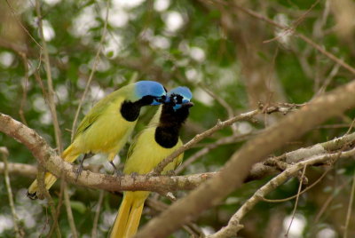 Preening Green Jays