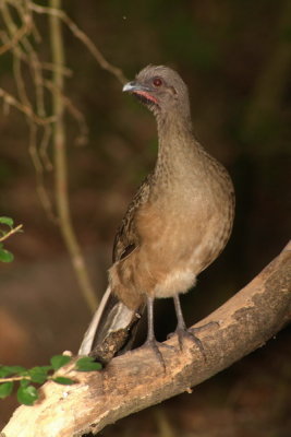 Plain Charchalaca