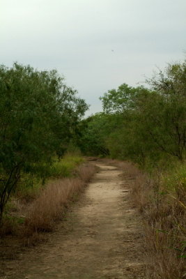 Trail Through Open Misquite Wooded Field
